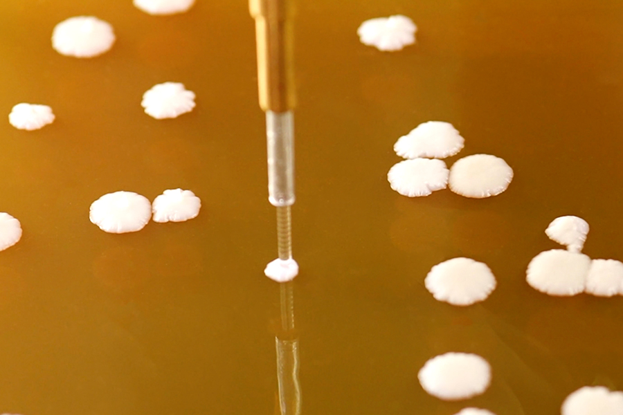 Precision Microbial Colony Picker PIXL picking yeast.