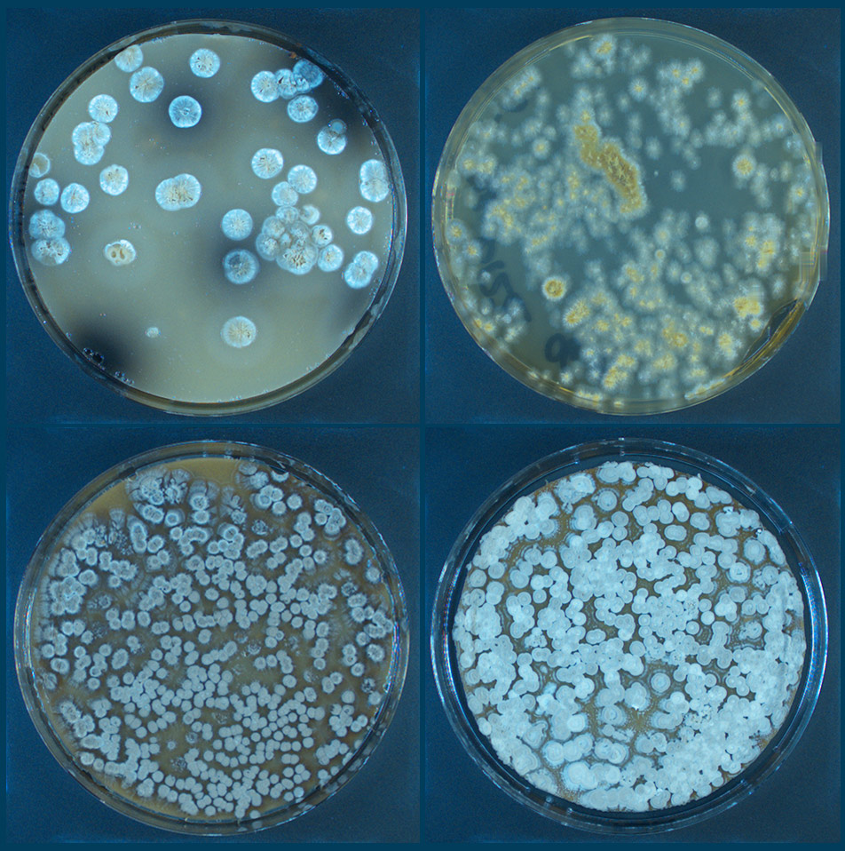 Fig 1. Collection of Isomerase source plates picked using PIXL.