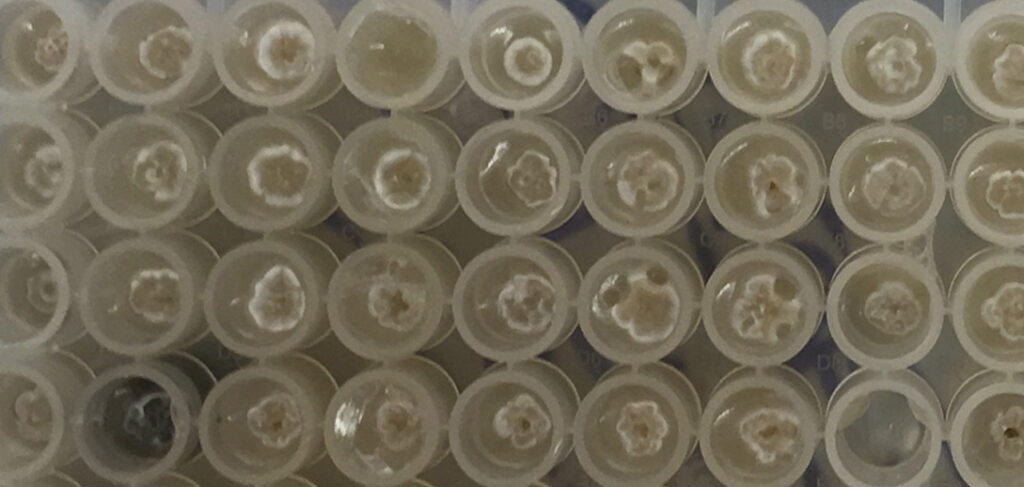 Kitasatospora putterlickiae picked using PIXL microbial colony picker