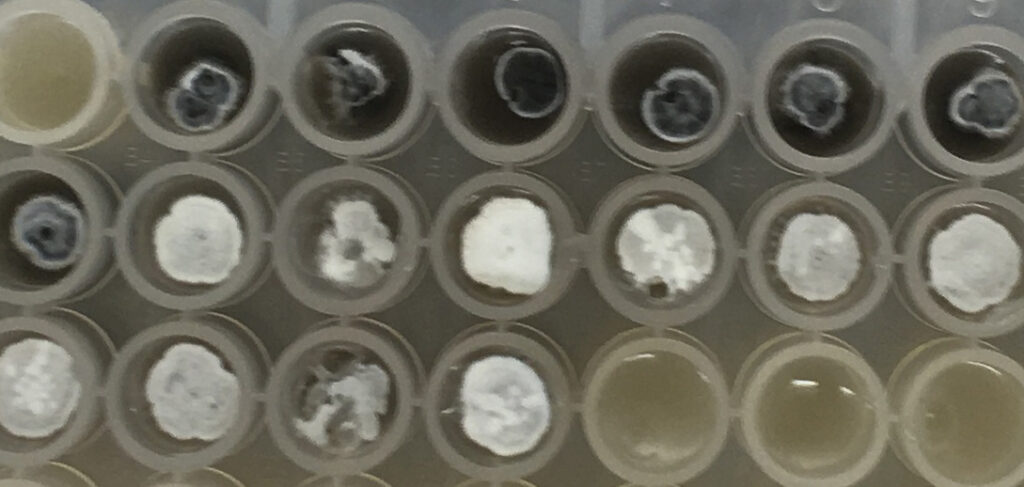 Streptomyces avermitilis & streptomyces venezuelae picked using PIXL microbial colony picker