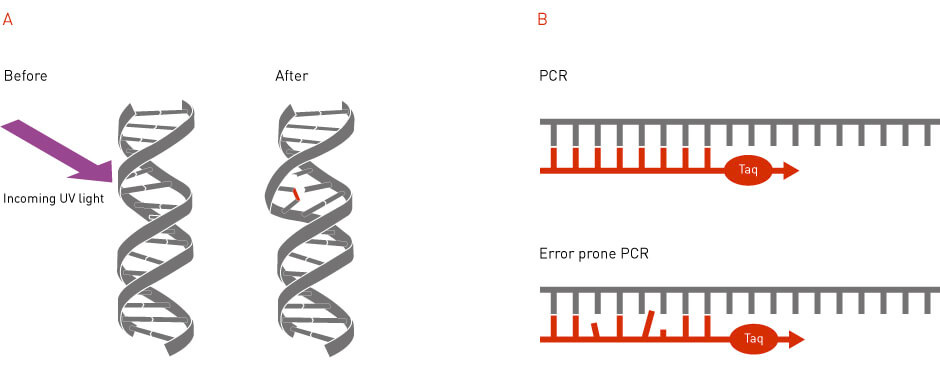 what are mutations?