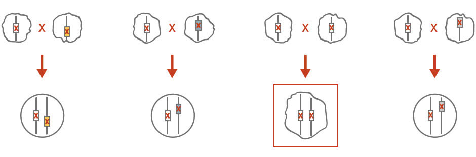 gene complementation