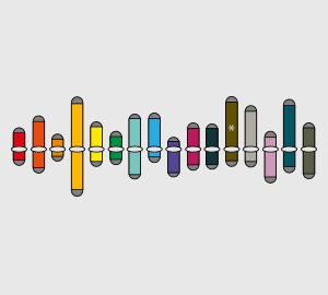 Synthetic Yeast Chromosome Manipulation