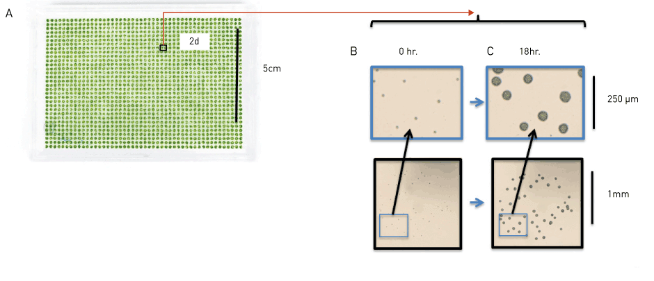 Figure 1: Liquid to Agar Transfer