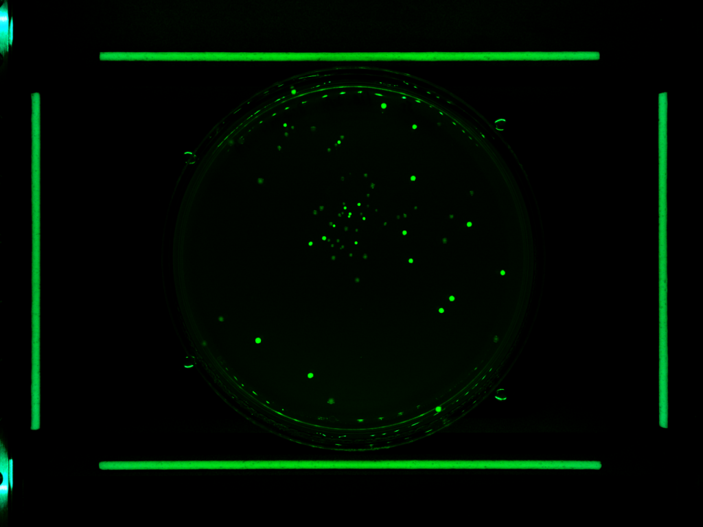 phenobooth+ gfp colonies