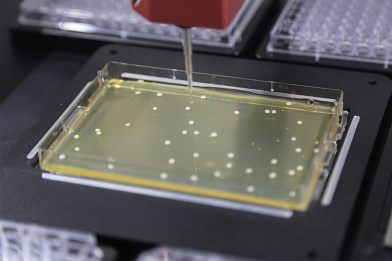 The benefits of automating colony picking