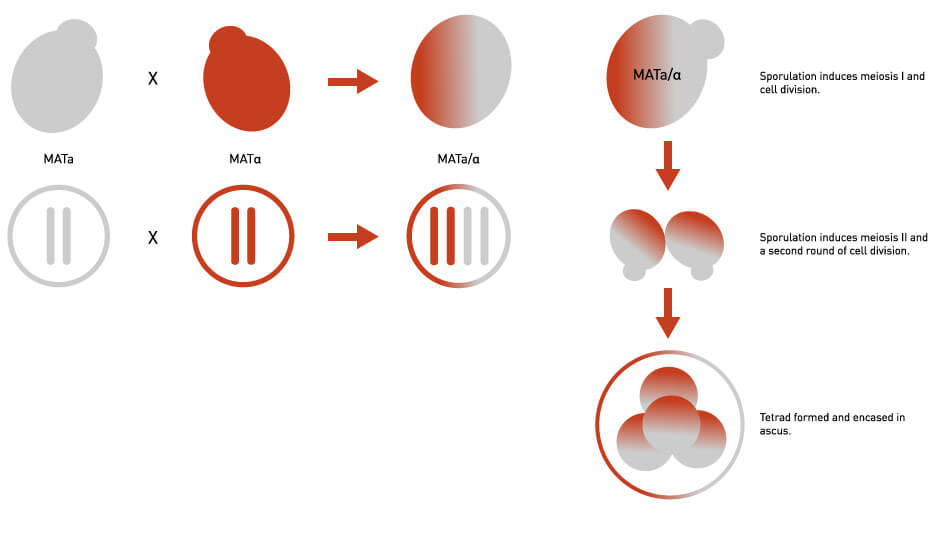 yeast mating and sporulation