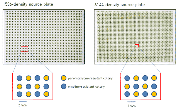 1536 and 6144 array plates