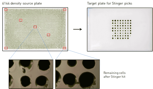 6144-density array well plates