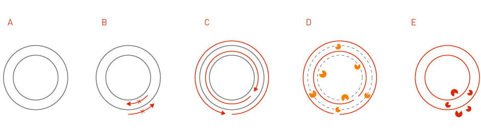 site directed mutagenesis