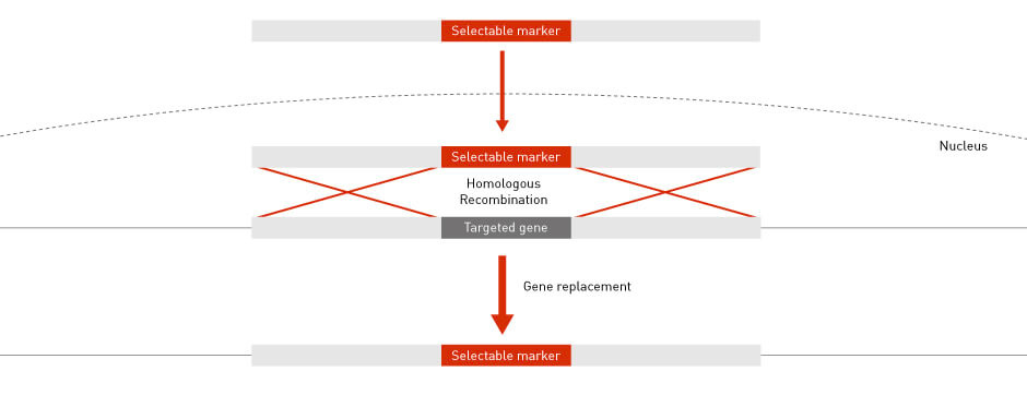 homologous recombination