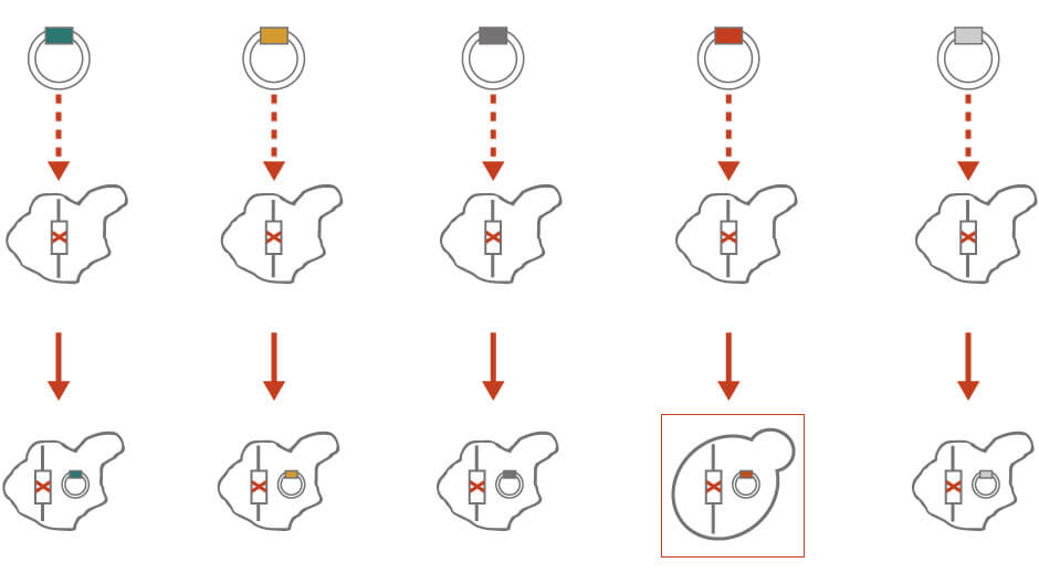 cloning for genetic analysis