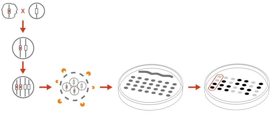 tetrad dissection for genetic analysis