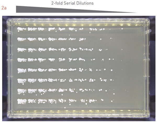 96 array dilutions