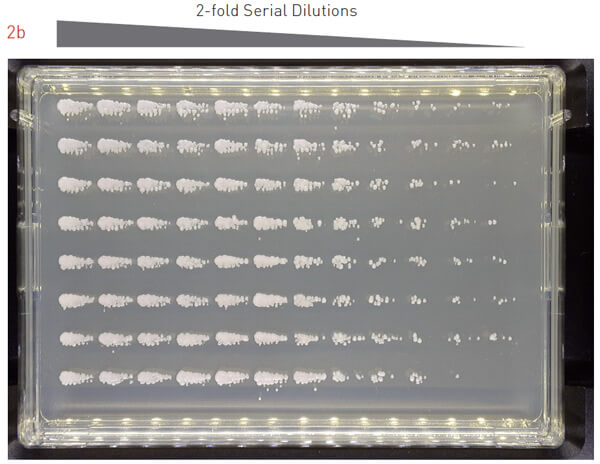 96 array dilutions 2