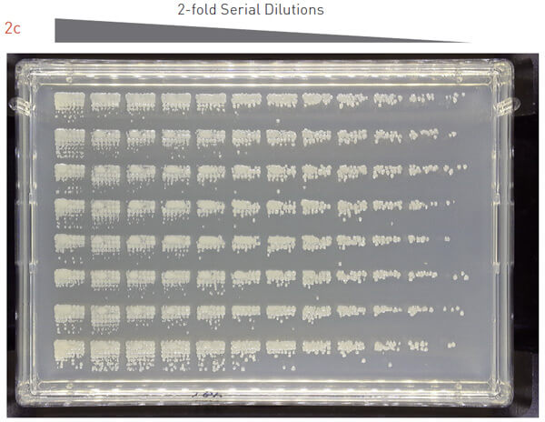 96 array dilutions 3