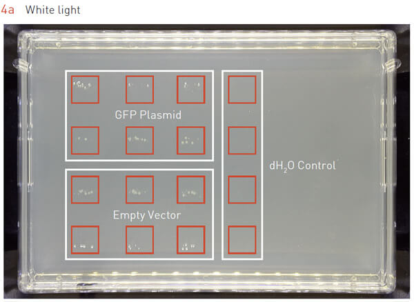 96 array GFP