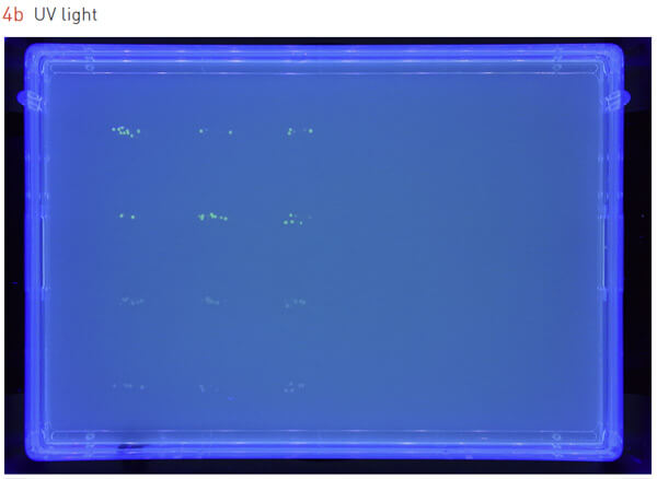 96 array GFP 2