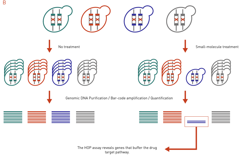 genomic barcoding for drug screening