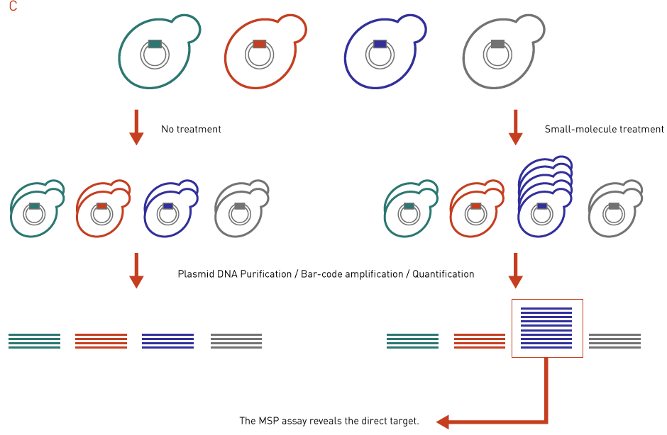 chemical genetics in drug discovery