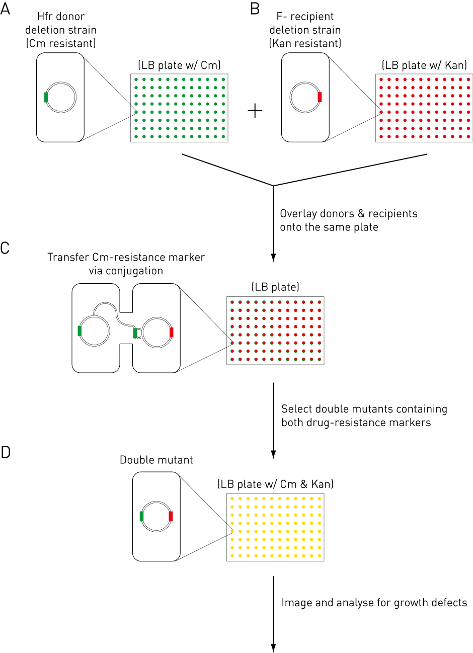 E. coli Synthetic Genetic Array for genetic screening