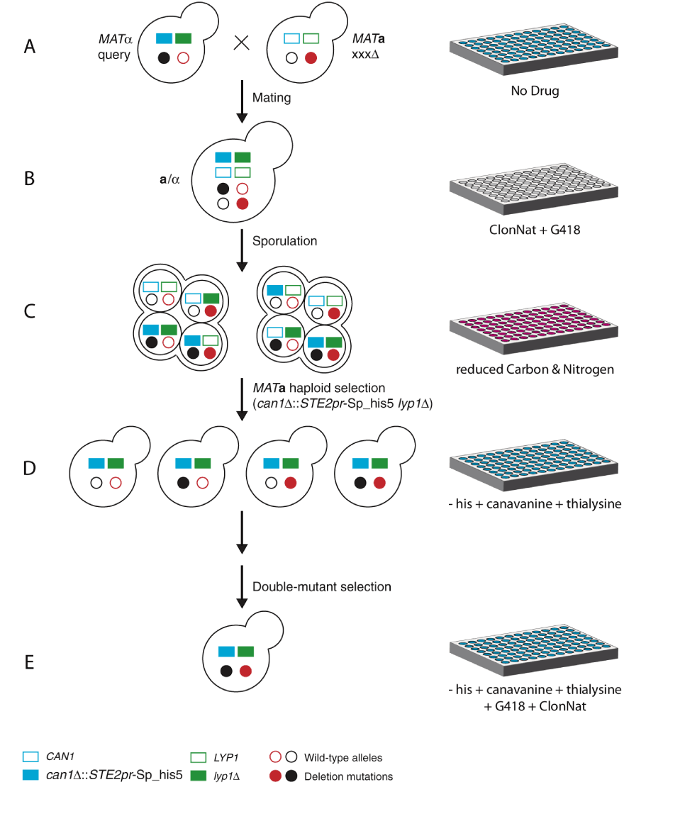 double mutant selection using Synthetic Genetic Arrays