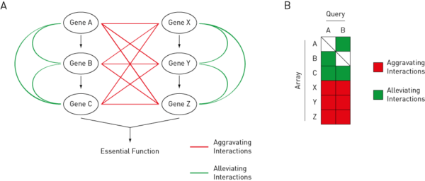 Genetic Array Synthetic Genetic Arrays - Singer Instruments