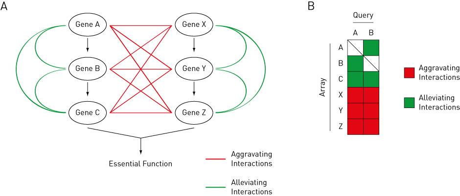 theory of genetic interactions in yeast