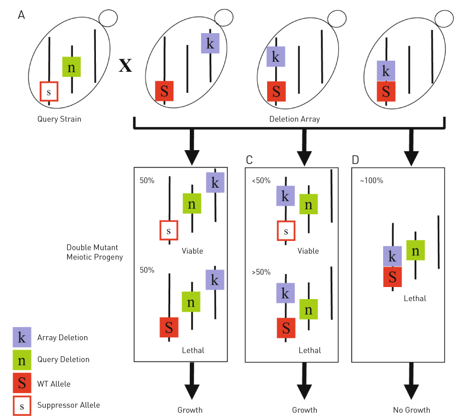 Synthetic Genetic Array for synthetic leathal selection