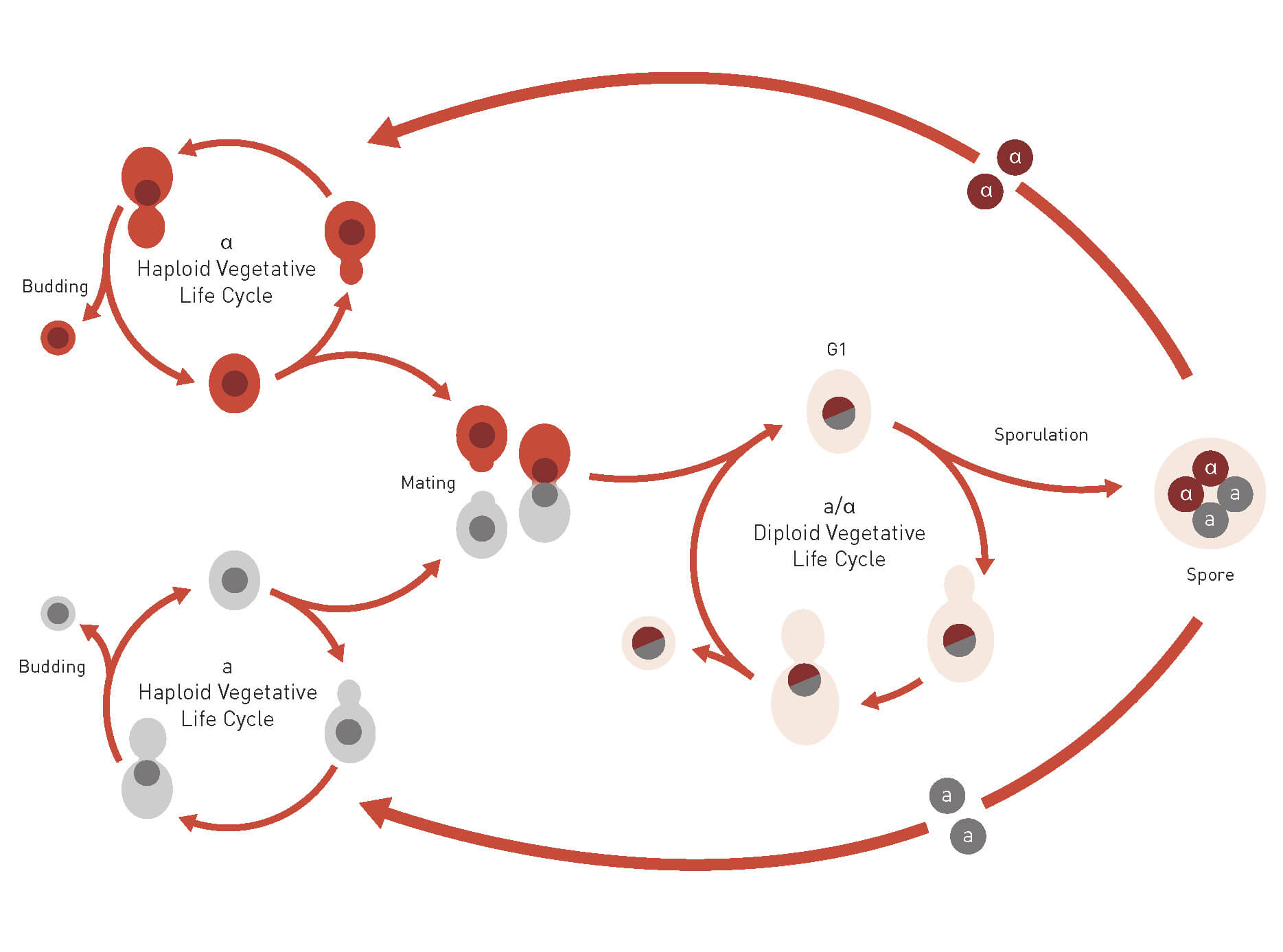 yeast cell cycle