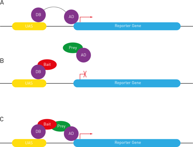 Yeast 2Hybrid Singer Instruments