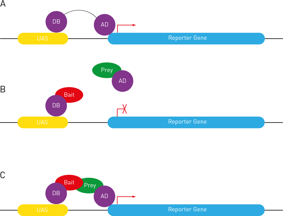 basics of reporter gene activation