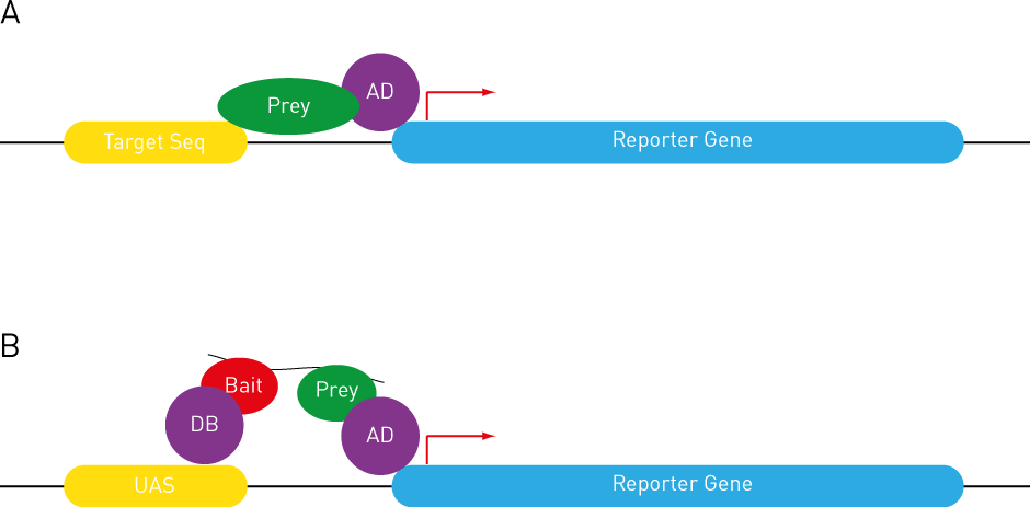 Yeast 1 hybrid and yeast 3 hyrbrid