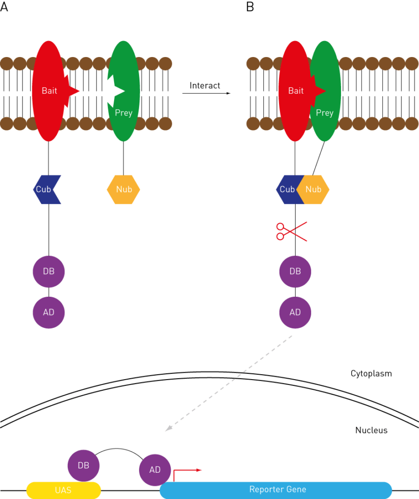 Yeast-2-hybrid suppressor mapping