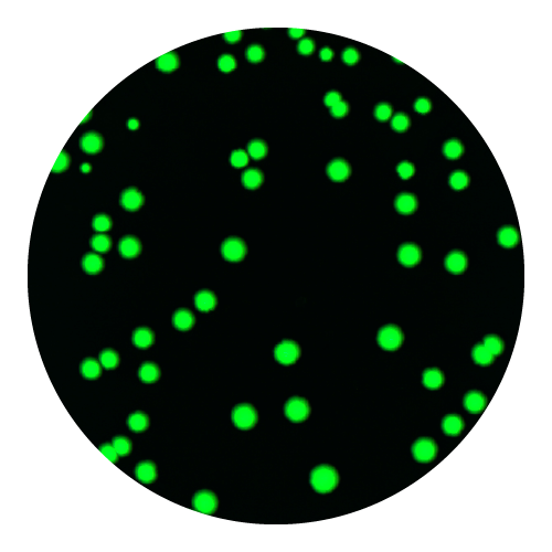 Pick fluorescence colonies with PIXL_colony picker