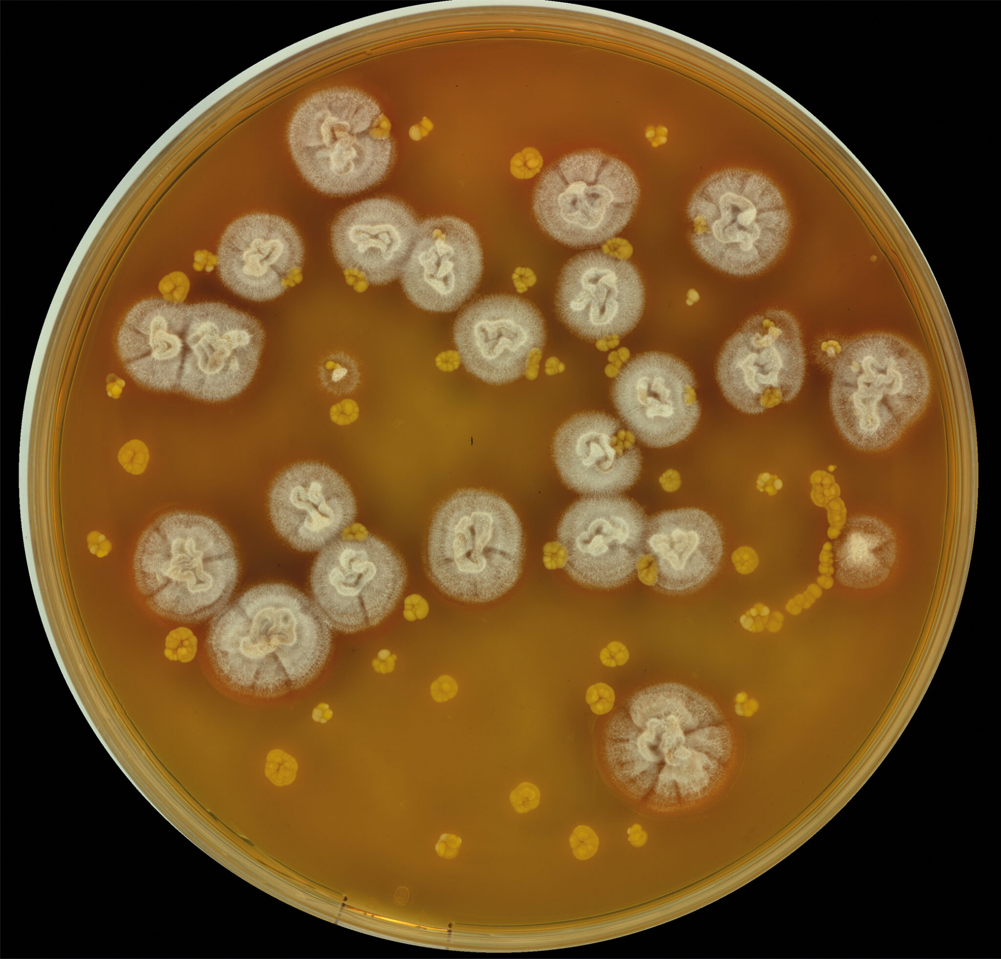 High throughput phenotyping | ColonyCam VOGUE