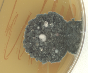 High throughput phenotyping | ColonyCam VOGUE