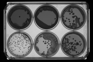 Photo of a 6-well multi-well yeast plate with the lid on, imaged with ColonyCam Silhouette
