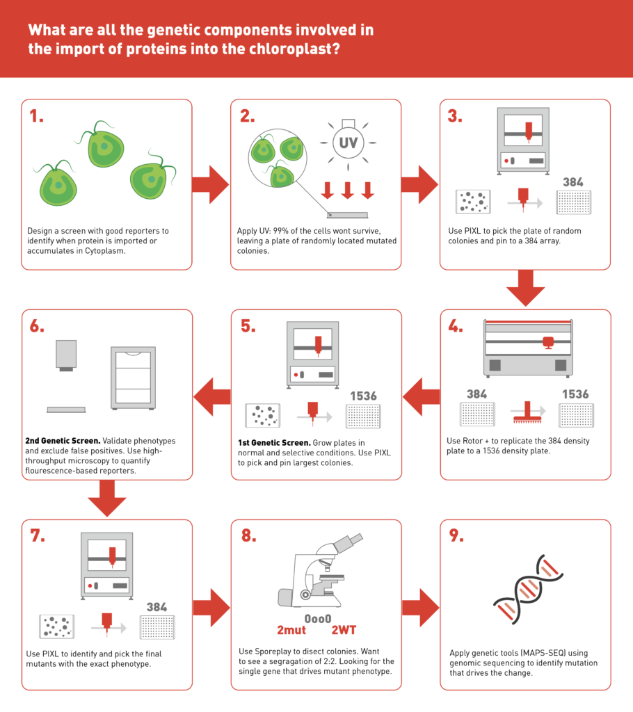 1. Design a screen with good reporters to indentify when protein is imported or accumulates in Cytoplasm of chlamydomonas reinhardtii
2. Apply UV: 99% of the cells won't survive, leaving a plate of randomly located mutated colonies.
3. Use PIXL to pick the plate of random colonies and pin to a 384 array.
4. Use ROTOR+ to replicate the 384 density plate to a 1536 density plate.
5. 1st Genetic Screen. Grow plates in normal and selective conditions. Use PIXL to pick and pin the largest colonies.
6. 2nd Genetic screen. Validate the phenotypes and exclude false positives. Use high-throughput microscopy to quantify fluorescence based reporters
7. Use PIXL to identify and pick the final mutants with the exact phenotype.
8. Use SporePlay to disect colonies. want to see a segregation of 2:2. Looking for the single gene that drives mutant phenotype,
9. Apply genetic tools (MAPS-SEQ) using genomic sequencing to identify mutation that drives the change.