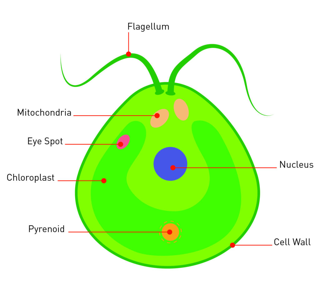An intra cellular diagram of chlamydomonas reinhardtii showing the organelles labelled. 