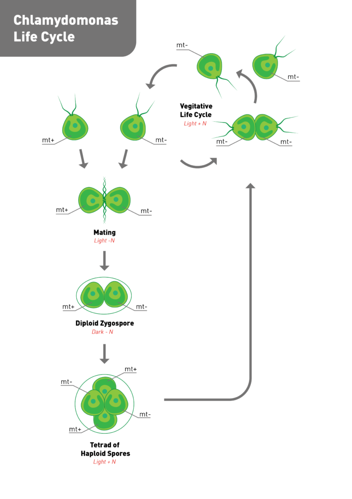 Life cycle of Chlamydomonas reinhardtii. mating between the two genetic "genders" moving into the diploid zygospore and then a tetrad of haploid spores. The haploid spores re-enter the vegetative haploid lifecycle as unicellular green algae