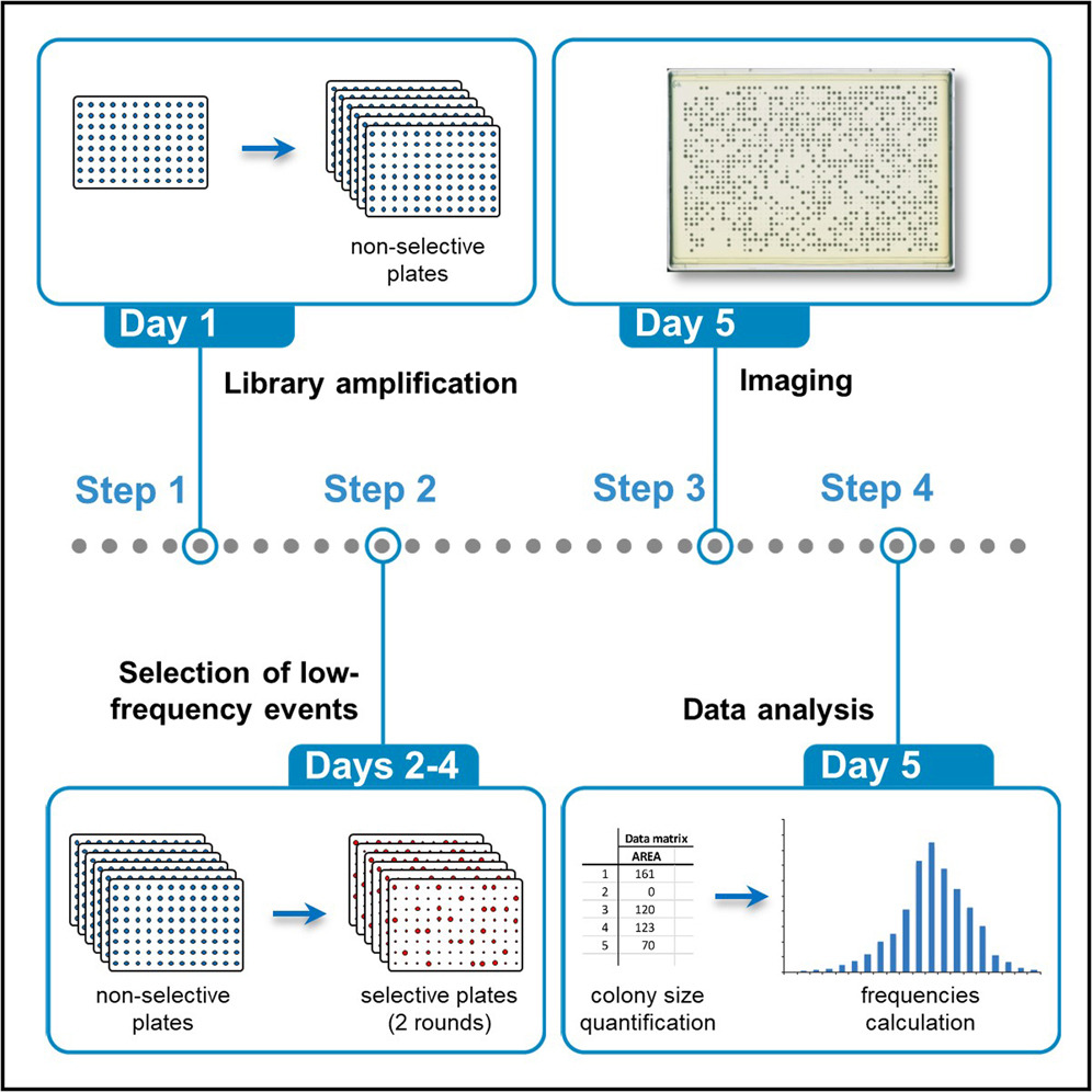Schematic diagram depicting Dr Chang’s high throughput replica pinning procedure.
