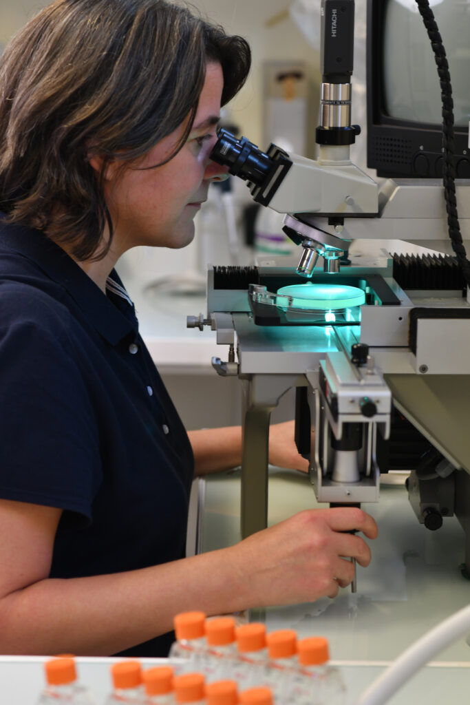 Dr Sandrine Bujaldon observes Chlamydomonas reinhardtii on an agar plate using the MSM tetrad dissection microscope from Singer Instruments. This is a key part of algae research.