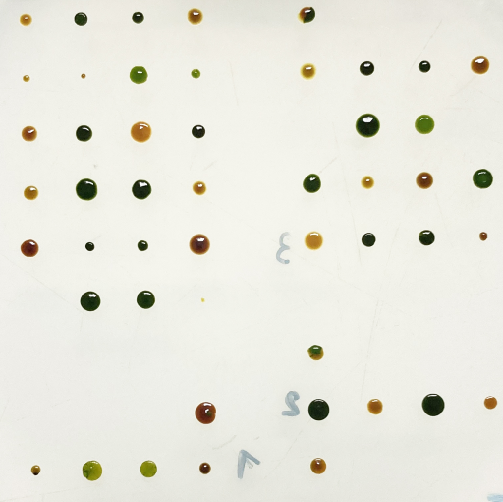 A multi-coloured array of Chlamydomonas reinhardtii, a green algae, on an agar plate. This is the result of dissected chlamydomonas tetrads after mating. This is a key part of algae research.
