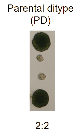 Chlamydomonas reinhardtii after tetrad dissection