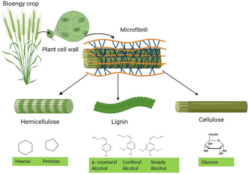 Soil-derived Corynebacterium sp bioprocessing