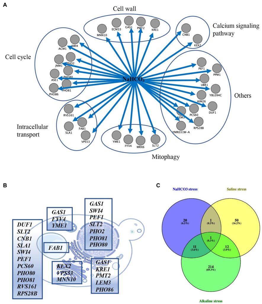 From Cao et al., 2022 https://doi.org/10.3390/ijms232416048- Identifying genes that respond to Sodium Bicarbonate Stress in Saccharomyces cerevisiae 