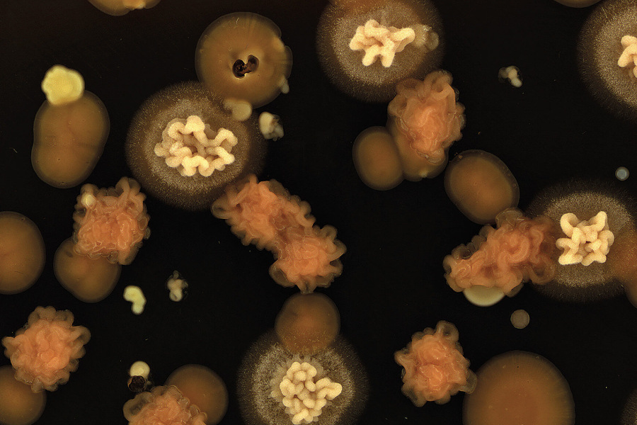 diverse microorganisms imaged using vogue from singer instruments