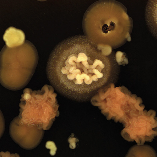Environmental microbiome