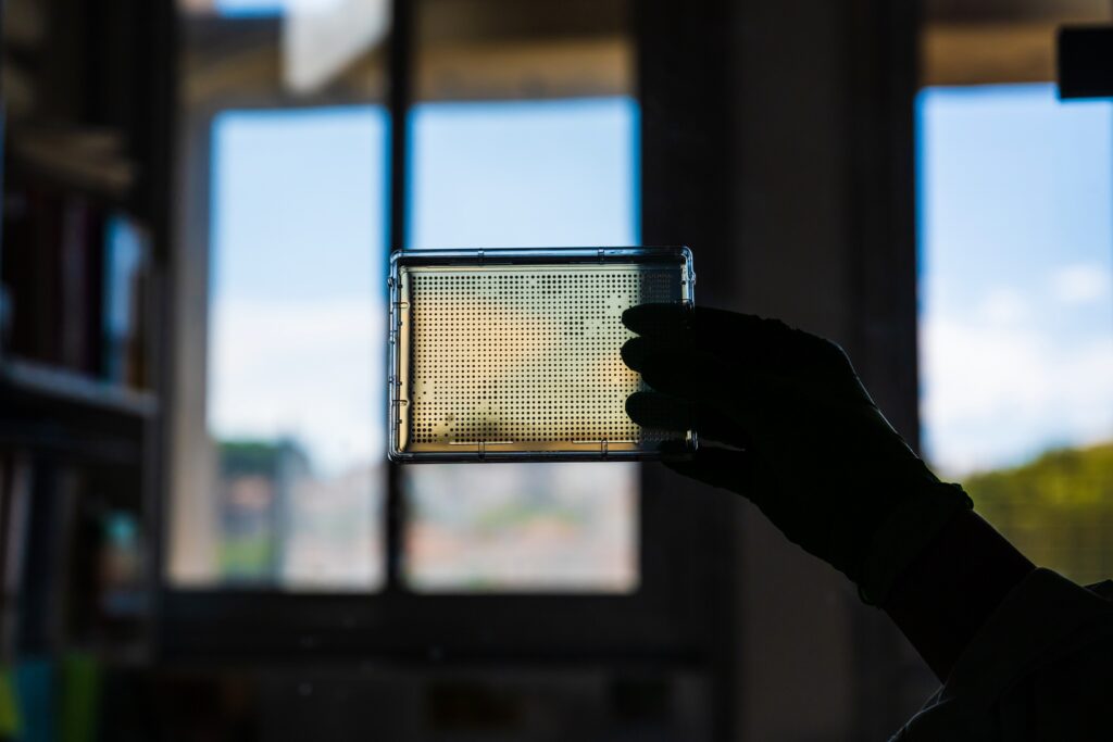 1536-array of yeast from the Liti lab to study genetic variation